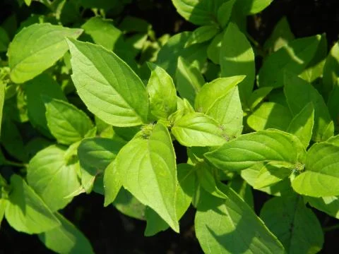 Basil Stock Photos