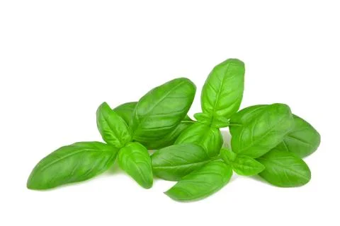 Basil Stock Photos