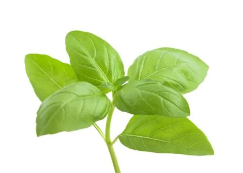 Basil Stock Photos