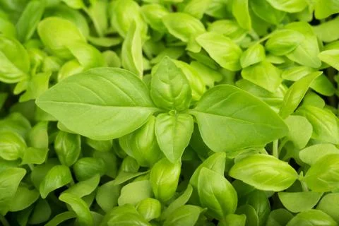 Basil Stock Photos