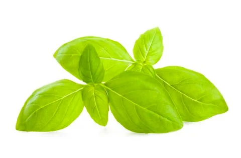 Basil Stock Photos
