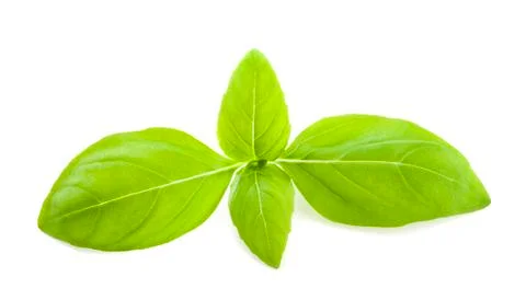 Basil Stock Photos