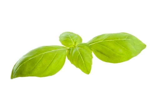 Basil Stock Photos