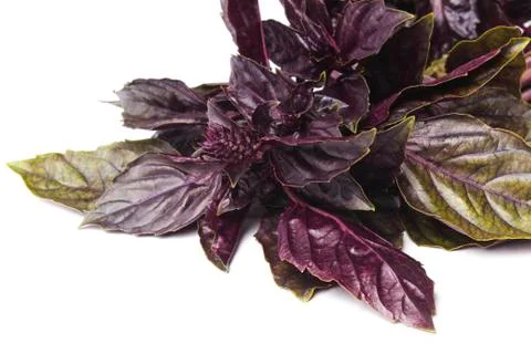 Basil Stock Photos