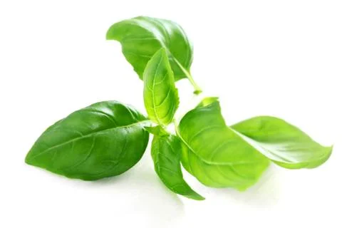 Basil Stock Photos