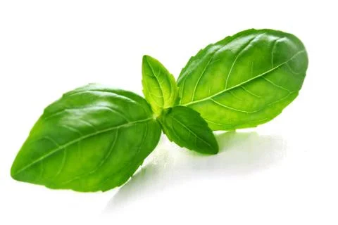 Basil Stock Photos