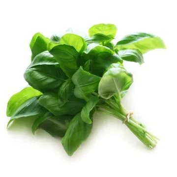 Basil Foto stock