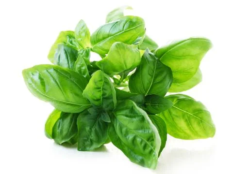 Basil Stock Photos