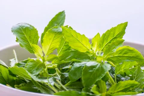 Basil Stock Photos