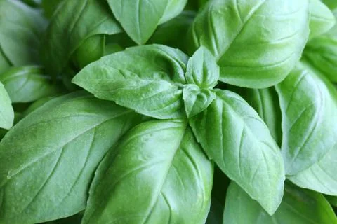 Basil Stock Photos