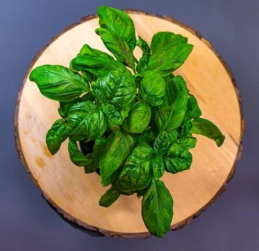 Basil Stockfoto's