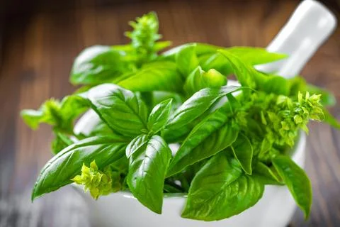 Basil Stock Photos