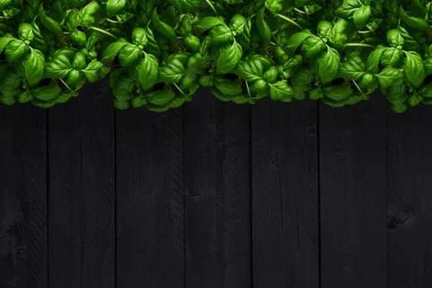 Basil plant background concept. Stock Photos