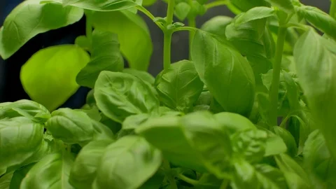 Basil plant camera slide in slow motion. Stock Footage 97144873