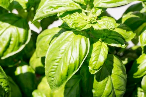Basil plant in close up Stock Photos