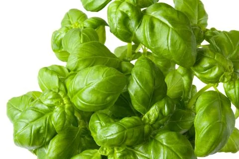 Basil plant closeup Stock Photos