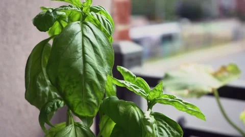 Basil Plant Closeup as Train Goes By 스톡 동영상 135285114