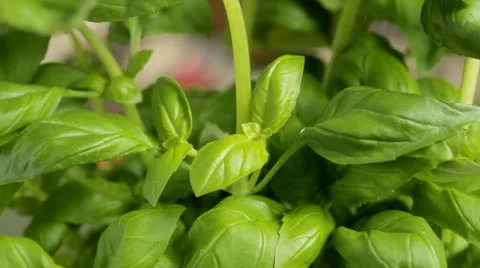 Basil plant cu 스톡 동영상 22525480