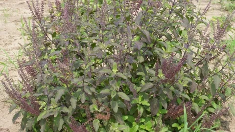 Basil Plant Stock Footage 336687397