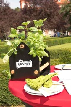 Basil Plant on Garden Table with empty Lunch plates Stock Photos
