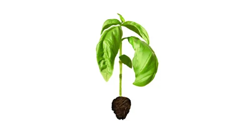 Basil plant growth Stock Footage 29789432