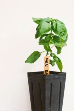 Basil plant Stock Photos