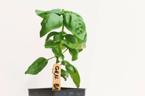 Basil plant Stock Photos