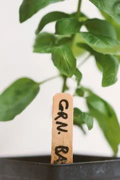 Basil plant Stock Photos