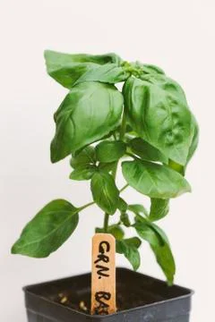 Basil plant Stock Photos