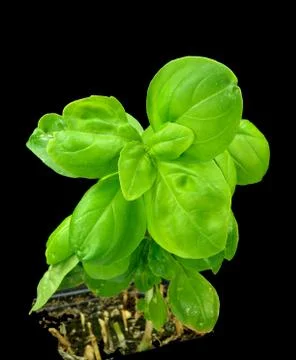 Basil plant Stock Photos