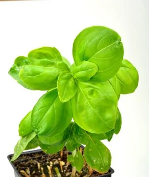 Basil plant Stock Photos