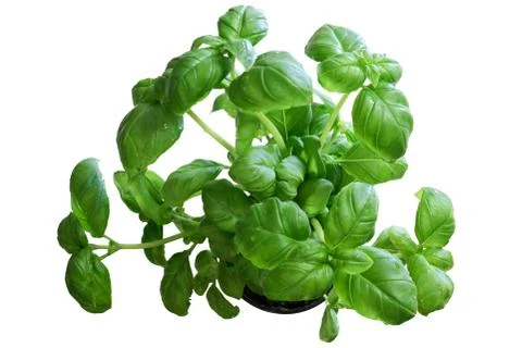 Basil plant Stock Photos