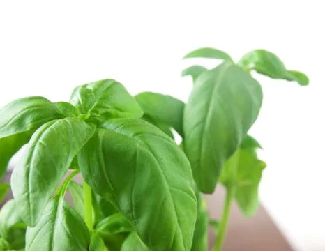 Basil plant 写真素材