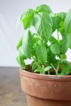 Basil plant Foto stock