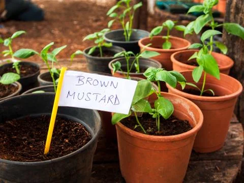 Basil Plant Stock Photos