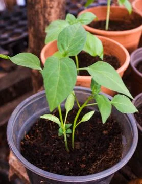Basil Plant Stock Photos