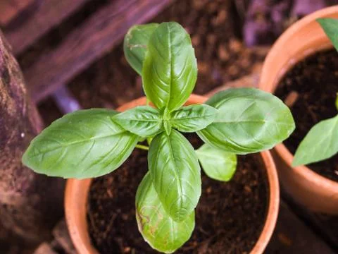 Basil Plant Stock Photos