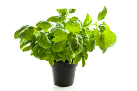 Basil plant Stock Photos