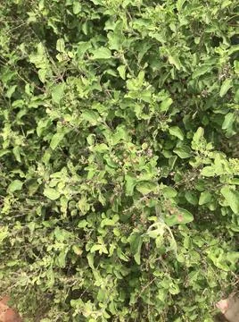 The basil plant Stock Photos