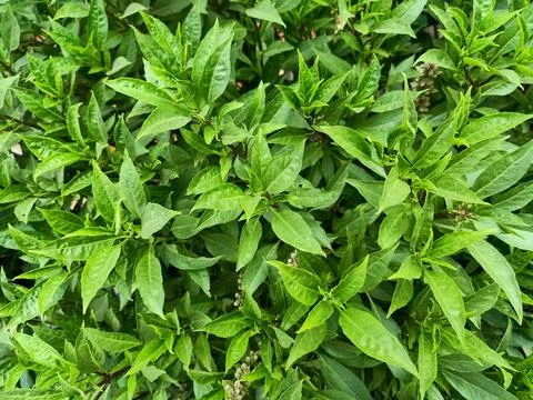 Basil Plant Stock Photos