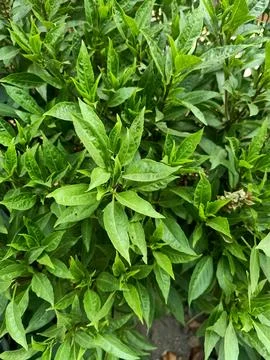Basil Plant Stock Photos