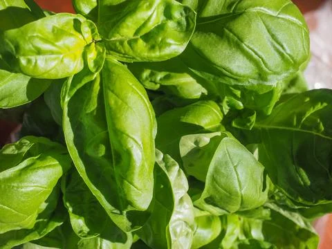 Basil plant Stock Photos