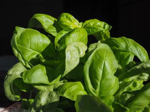 Basil plant Stock Photos