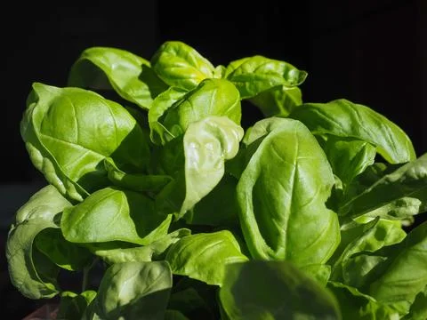 Basil plant Stock Photos