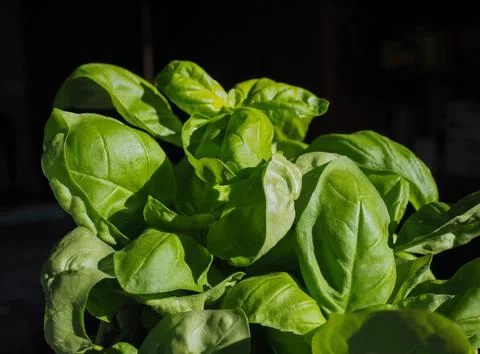 Basil plant Stock Photos