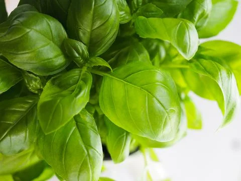 Basil plant Stock Photos