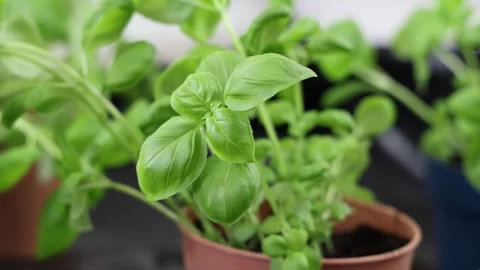 Basil plant in a pot, close up with blurred background Stock Footage 267455602