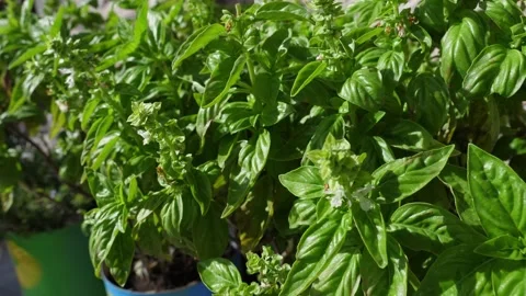 Basil Plant in Pot Stock Footage 284971583