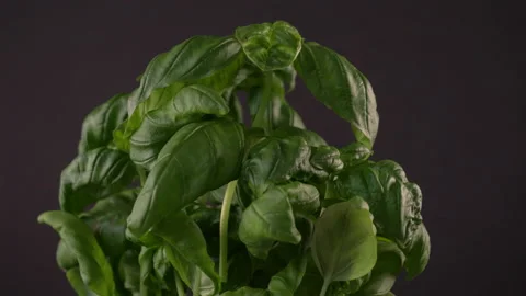 Basil Plant Rotating on Black Background 스톡 동영상 130902170