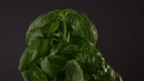 Basil Plant Rotating on Black Background with Water Mist being Sprayed 4K Stock Footage 130907464